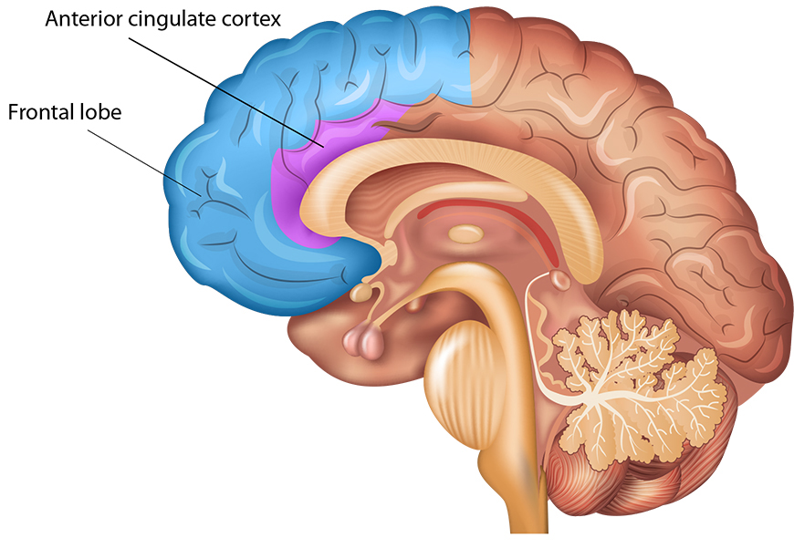 Human brain anatomy
