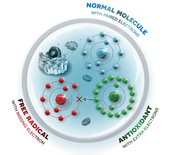 How antioxidant works against free radicals. Antioxidant donates