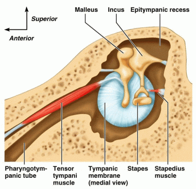 Tensor tympani syndrome - US Version | Sound Therapy