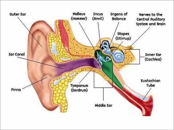Chronic Blocked Ear Diagram
